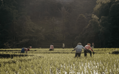 God’s Harvest (Isaiah 5:1-7)