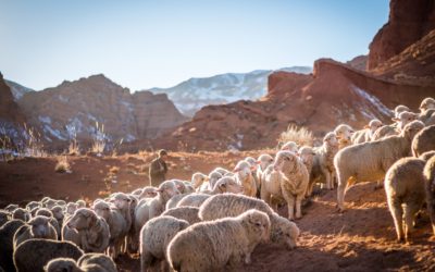 The Good Shepherd’s Provisions (Psalm 23:4)